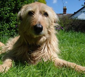 brauner Hund