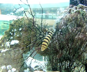 gelb-schwarzer Fisch im Aquarium