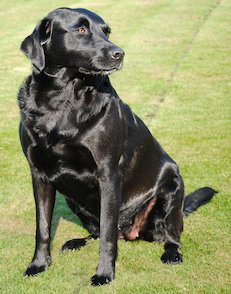 schwarzer Hund