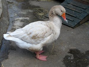 (die) Ente im Park