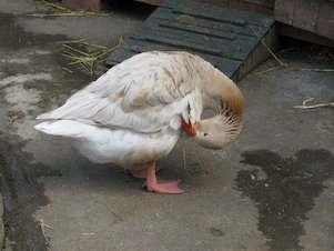 (die) Ente im Park