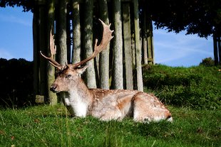 (das) Reh im Wald