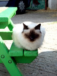 weiße Katze