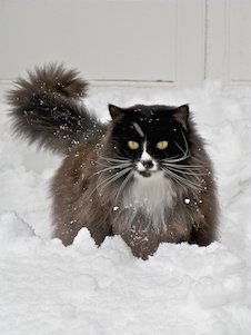 braune Katze