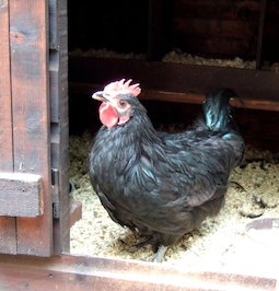 schwarzes Huhn auf dem Land