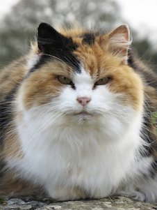 (die) Katze