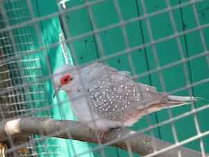Vogel im Vogelkäfig