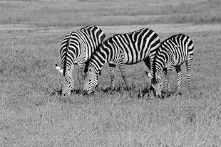 drei Zebras