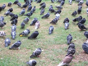 Pigeons