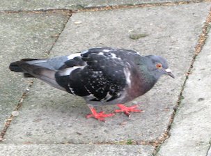 Pigeon