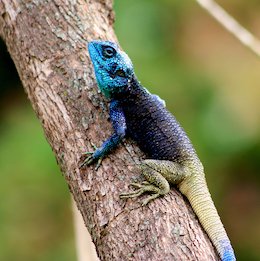 Iguane bleu 2