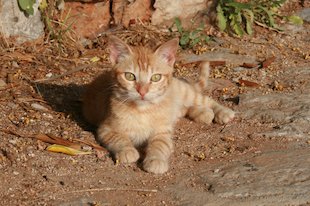 Chaton