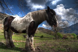 Cheval dans un champ