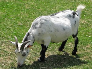 Chèvre blanche 2