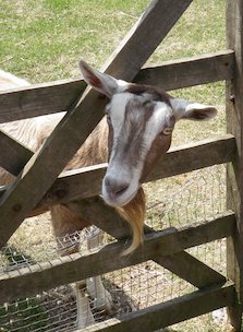 Chèvre près d'une porte