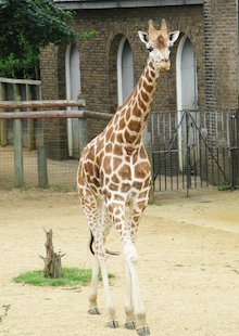 Girafe 1