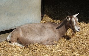 Chèvre couchée