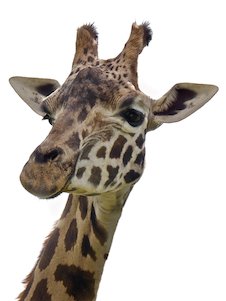 Tête de girafe