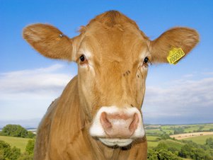 Vache marron de face