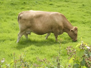 Vache marron dans un champ