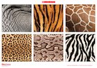 Animal patterns poster