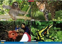 Endangered rainforest wildlife – poster