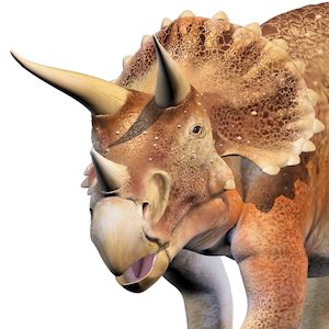 Triceratops © Laszlo Veres/Beehive Illustration Triceratops © Laszlo Veres/Beehive Illustration