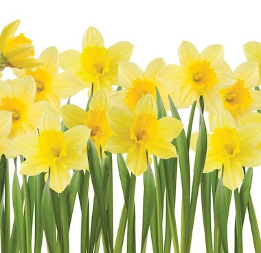 Daffodils © andyd/www.istockphoto.com Daffodils © andyd/www.istockphoto.com