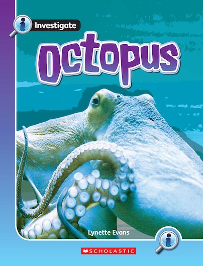 Investigate: Octopus x 6