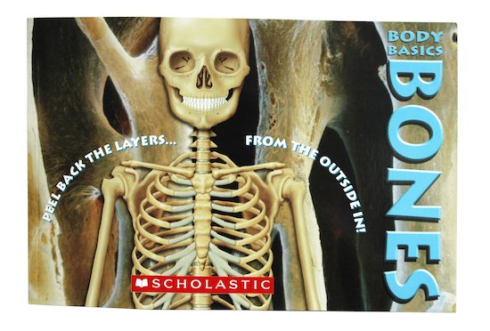 Body Basics: Bones