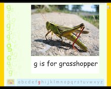 m is for me!: Minibeast alphabet sample (PowerPoint)