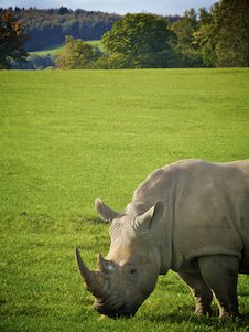 Image: Rhino