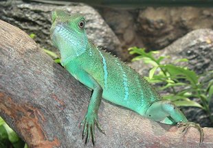 Image: Green Lizard