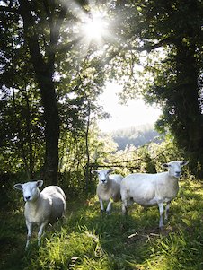 Image: Group of Sheep 1