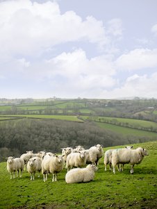 Image: Group of Sheep 2