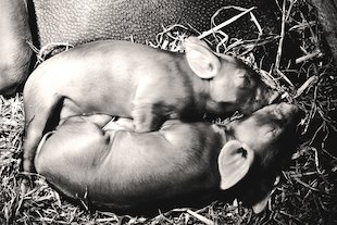 Image: Piglets