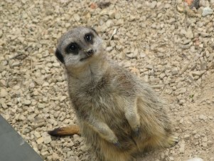 Image: Meerkat 1