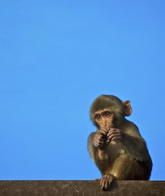 Image: Monkey 1