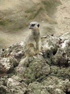 Image: Meerkat 2