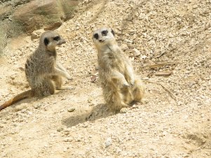 Image: Meerkats