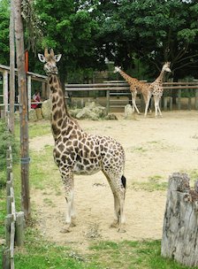 Image: Giraffe 2