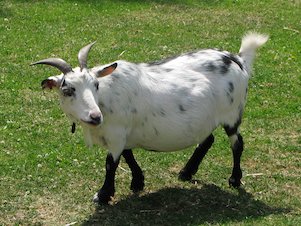 Image: White Goat