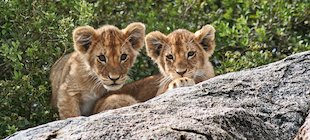 Image: Lion Cubs