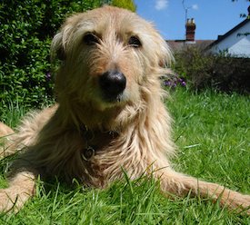 Image: Brown Dog