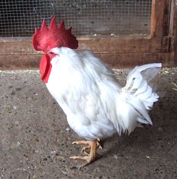 Image: White Cockerel