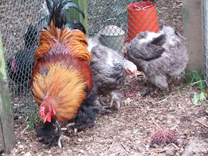 Image: Group of Chickens