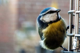 Image: Bluetit