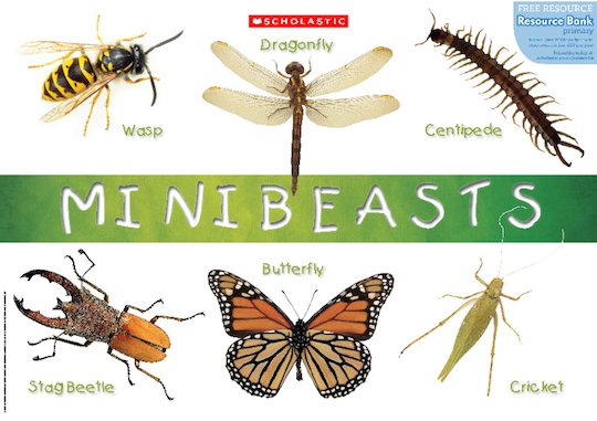 Minibeasts poster