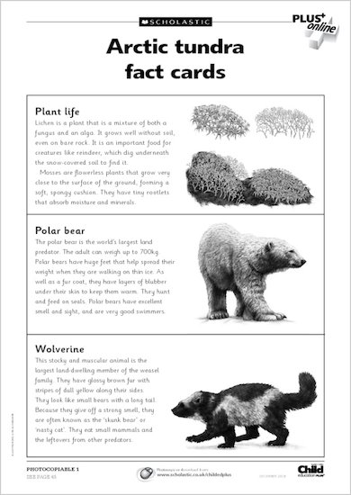Arctic tundra fact cards