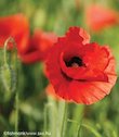 A poppy